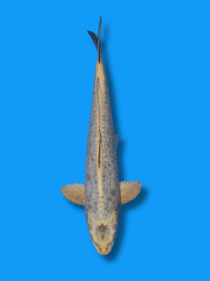 Big Scale Mukashi Ogon | Koi&Co.